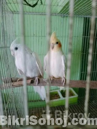 Cocatel running pakhi